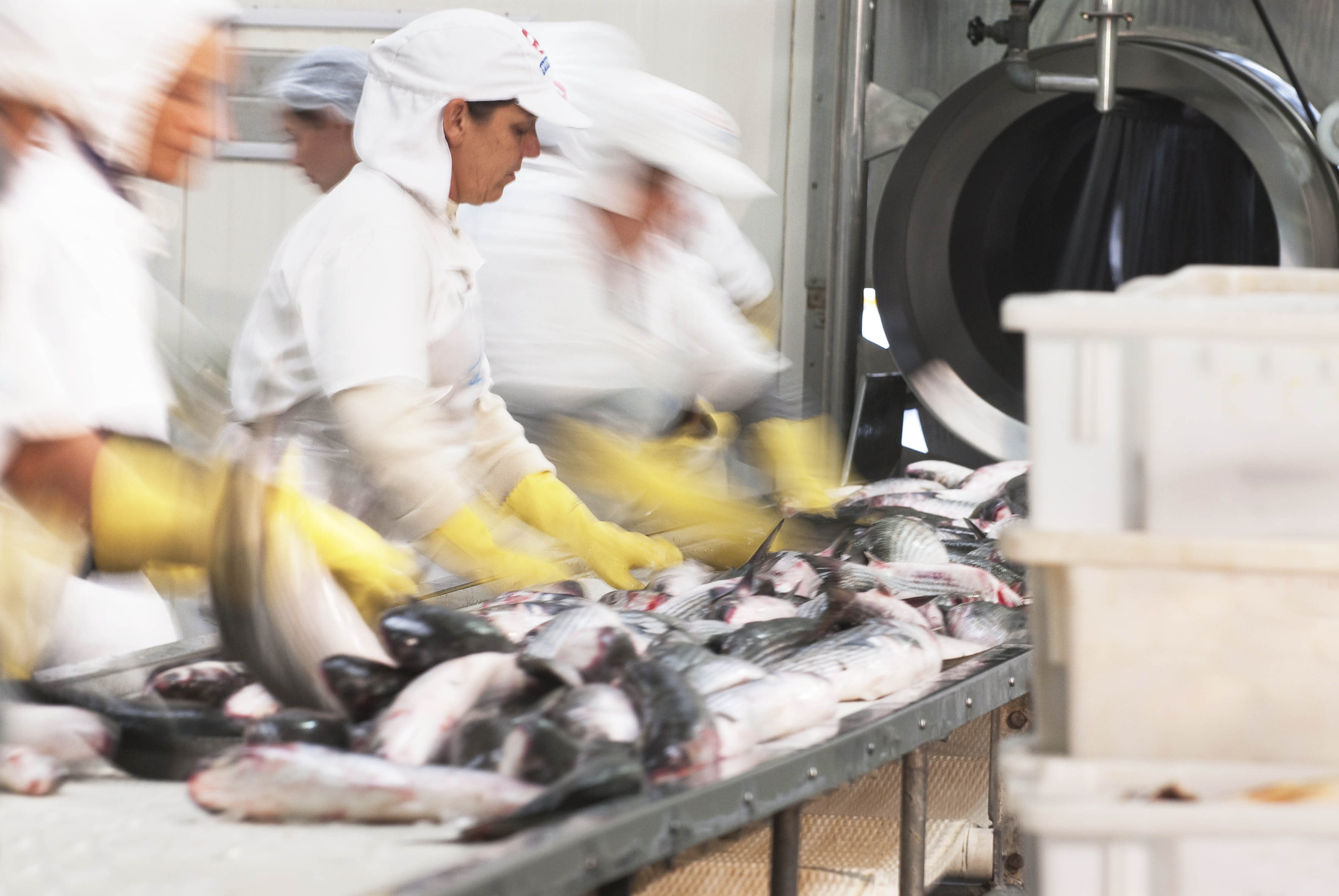 Imagem 796 no node 2371