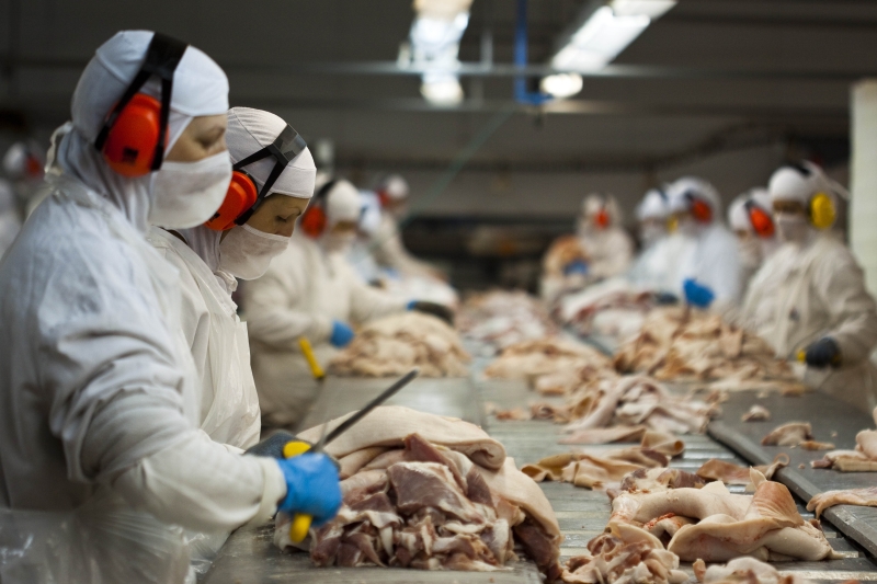 Embarques de carne suína em janeiro representaram 49% do total exportado pelo Brasil (foto: Plínio Bordin)