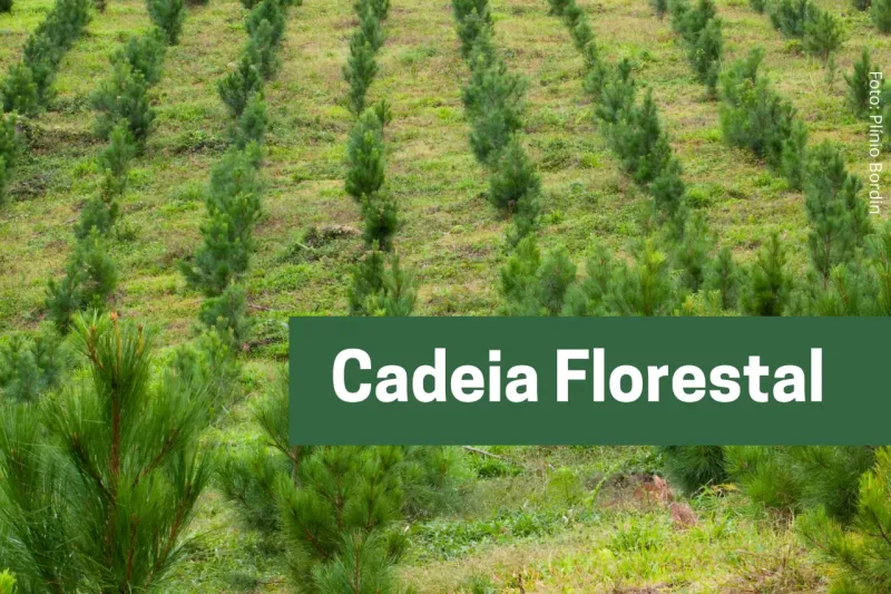 Matéria-prima tem tempo de maturação de no mínimo 15 anos