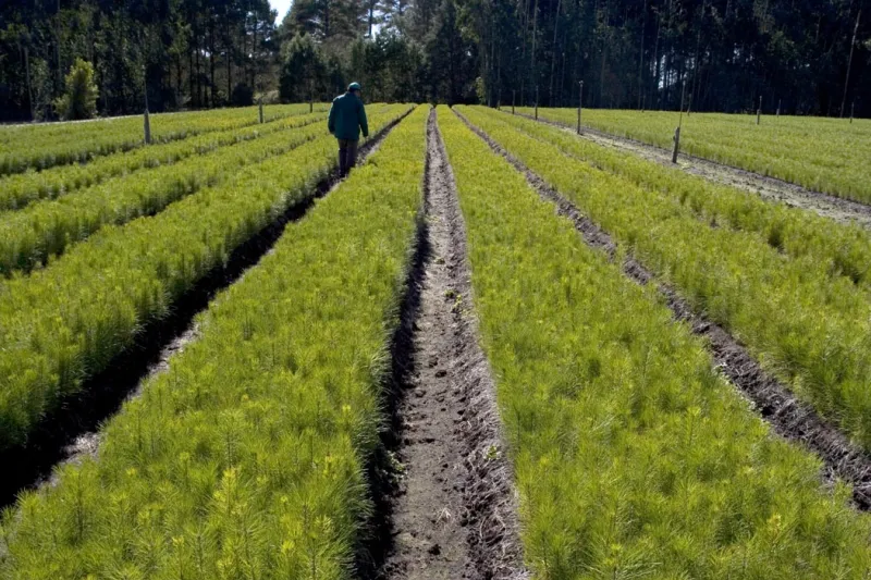 Câmara aprova exclusão da silvicultura do rol de atividades potencialmente poluidoras